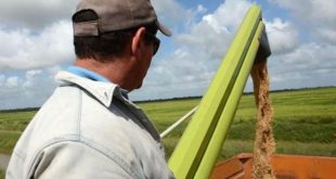 sancti spiritus, agricultura, sur del jibaro, arroz, campesinos