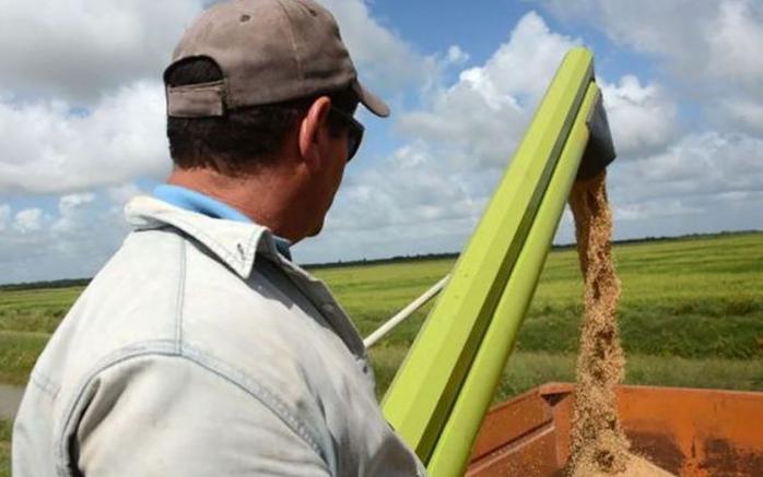 sancti spiritus, agricultura, sur del jibaro, arroz, campesinos