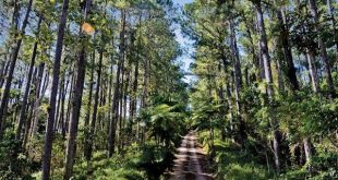 sancti spiritus, empresa forestal, pinos, topes de collantes, gavilanes, montañas espirituanas