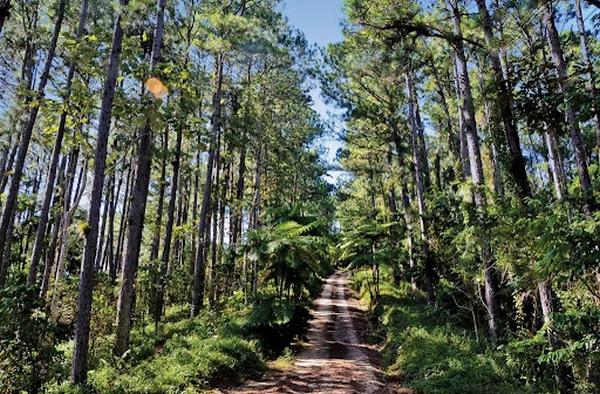 sancti spiritus, empresa forestal, pinos, topes de collantes, gavilanes, montañas espirituanas