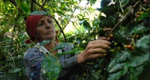 cuba, agricultura, mujer rural, dia de la mujer rural