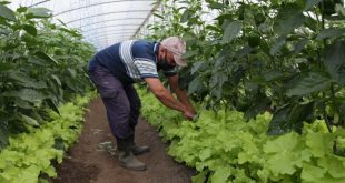 sancti spiritus, agricultura urbana, vegetales, hortalizas, alimentos