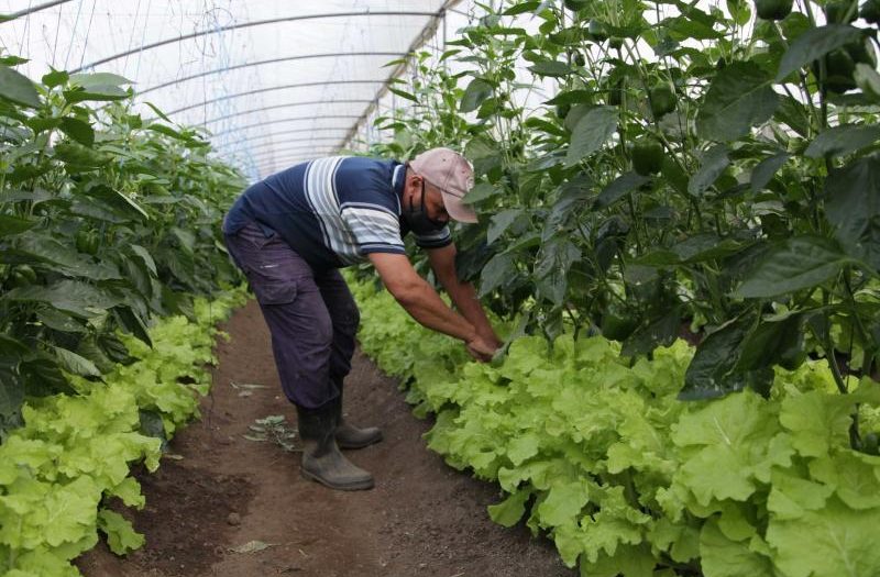 sancti spiritus, agricultura urbana, vegetales, hortalizas, alimentos