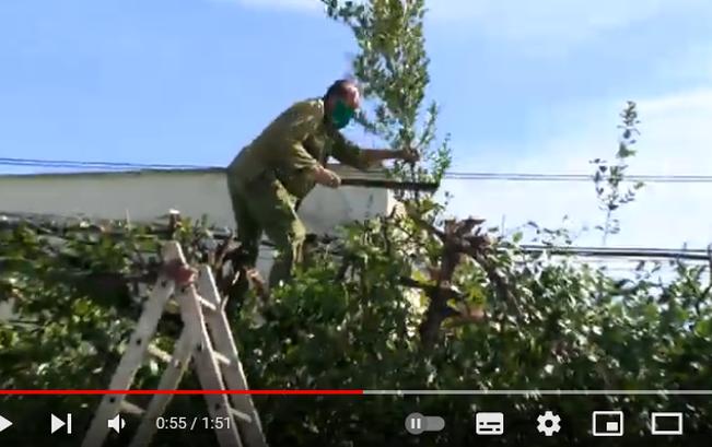 sancti spiritus, servicios comunales, poda de arboles