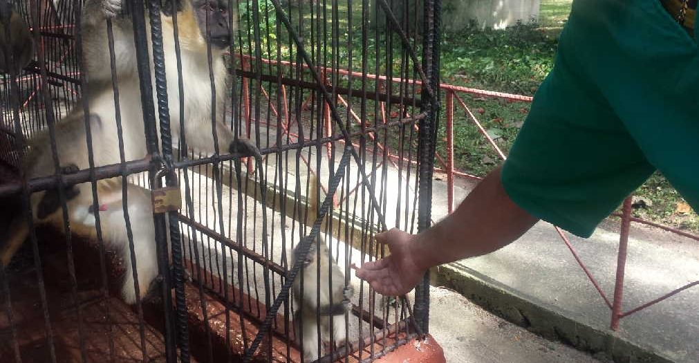 sancti spiritus, zoologico de sancti spiritus, animales, veterinario