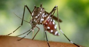 sancti spiritus, control de vectores, plagas, aedes, aedes vittatus, mosquito