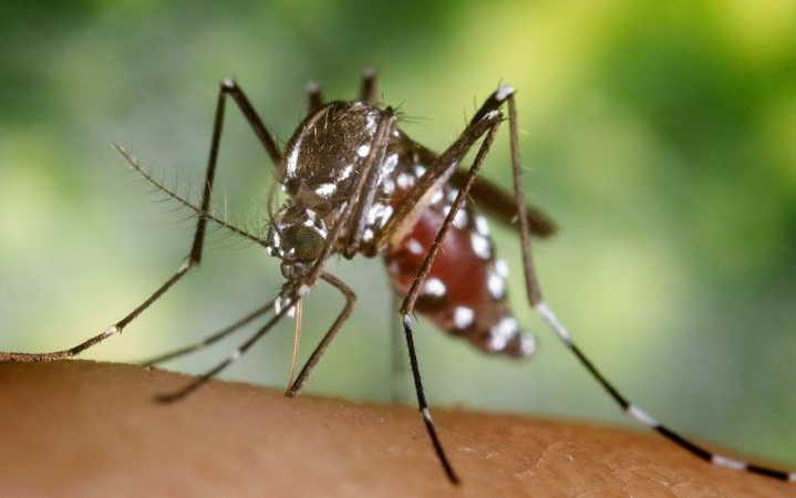 sancti spiritus, control de vectores, plagas, aedes, aedes vittatus, mosquito