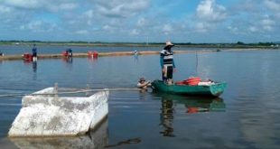 sancti spiritus, cultizaza, camaronera, exportaciones, tunas de zaza