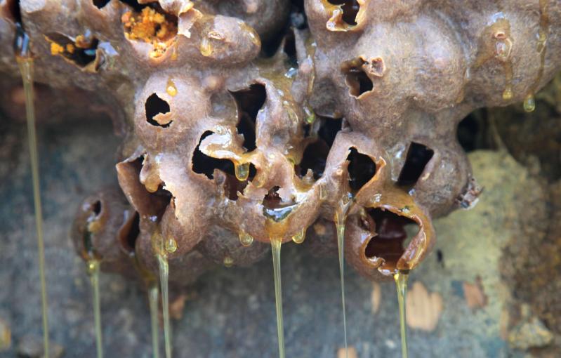 sancti spiritus, miel de abeja, apicultura, planta de beneficio de la miel