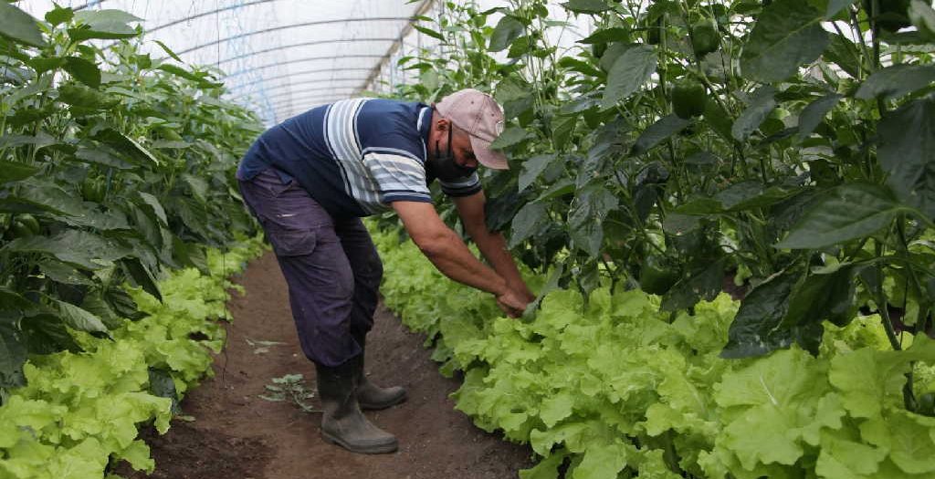 cuba, agricultura urbana, raul castro