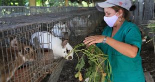 sancti spiritus, empresa agroindustrial de granos sur del jibaro, arroz, economia espirituana, exportaciones