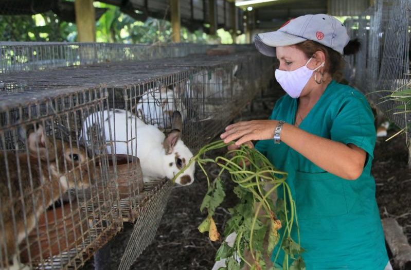 sancti spiritus, empresa agroindustrial de granos sur del jibaro, arroz, economia espirituana, exportaciones