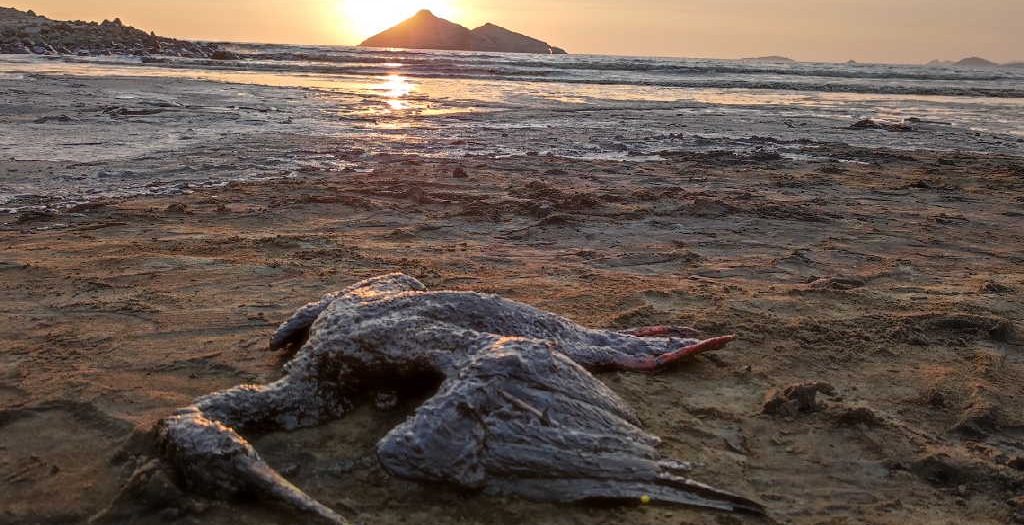 peru, animales muertos, derrame de petroleo, desastres naturales, medio ambiente, pedro castillo