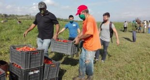 trinidad, ujc, union de jovenes comunistas, produccion de alimentos, covid-19