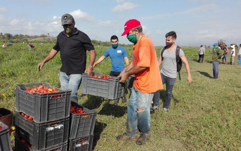 trinidad, ujc, union de jovenes comunistas, produccion de alimentos, covid-19