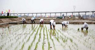 china, arroz, cosecha de arroz, ciencia y tecnologia, sal, agua salada, produccion de alimentos