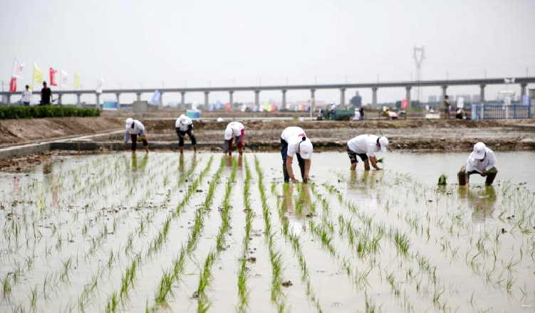 china, arroz, cosecha de arroz, ciencia y tecnologia, sal, agua salada, produccion de alimentos