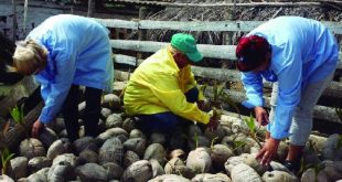 sancti spiritus, fmc, dia internacional de la mujer, federacion de mujeres cubanas, mujeres espirituanas