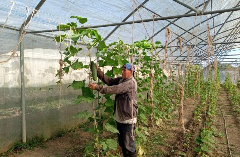 trinidad, produccion de alimentos, cooperativa de produccion agropecuaria, cultivos varios, ganaderia, agricultura sancti spiritus