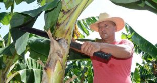 sancti spiritua, asamblea provincial del pcc, produccion de alimentos, partido comunista de cuba