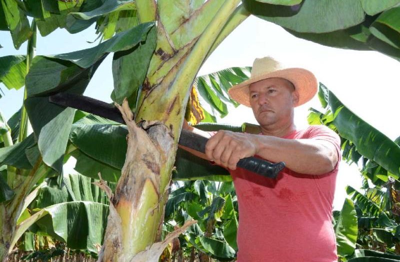 sancti spiritua, asamblea provincial del pcc, produccion de alimentos, partido comunista de cuba