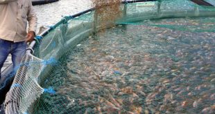 sancti spiritus, acuicultura, industria pesquera, pescaspir, estacion de alevinaje la sierpe, boquerones