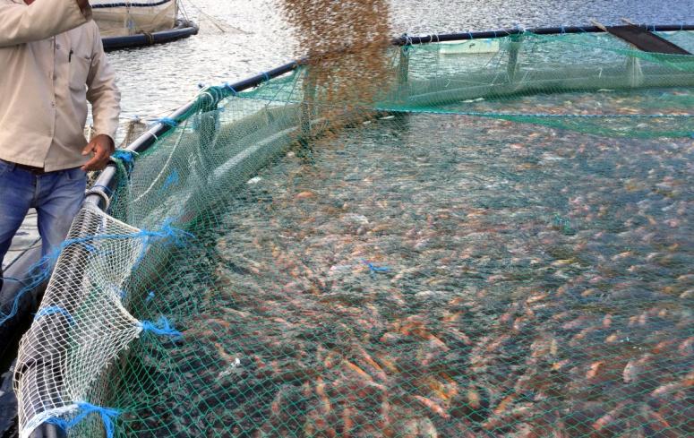 sancti spiritus, acuicultura, industria pesquera, pescaspir, estacion de alevinaje la sierpe, boquerones