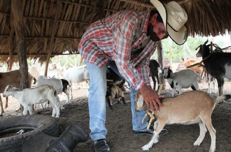 sancti spiritus, ganaderia caprina, agricultura