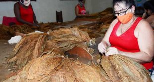 sancti spiritus, economia espirituana, escogidas de tabaco, tabaco, agricultura espirituana