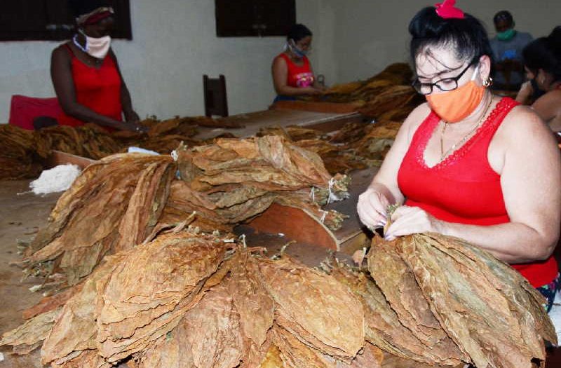 sancti spiritus, economia espirituana, escogidas de tabaco, tabaco, agricultura espirituana