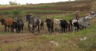 sancti spiritus, economia espirituana, ganaderia, bandec, banco de credito y comercio, cpa, ccs, ubpc, produccion de alimentos