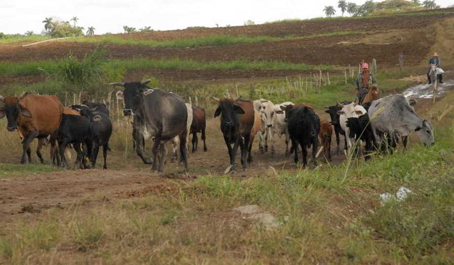 sancti spiritus, economia espirituana, ganaderia, bandec, banco de credito y comercio, cpa, ccs, ubpc, produccion de alimentos