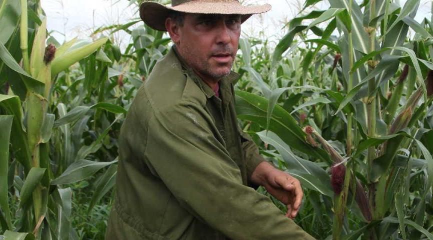 sancti spiritus, dia del campesino, campesinos, empresa pecuaria managuaco, produccion de alimentos