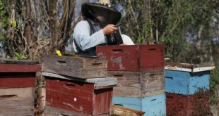 sancti spiritus, avicultura, miel de abeja, produccion de miel