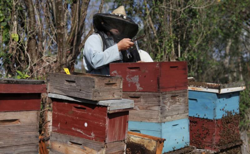 sancti spiritus, avicultura, miel de abeja, produccion de miel