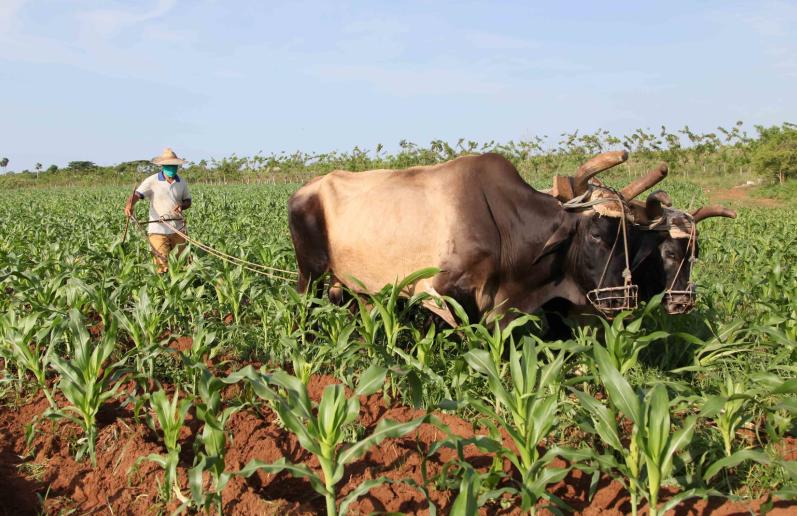 cuba, dia del campesino, campesinos, empresa pecuaria managuaco, produccion de alimentos