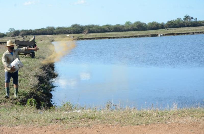 sancti spiritus, la sierpe, estacion de alevinaje de la sierpe, pescaspir, acuicultura, pesca