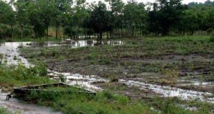 cabaiguan, lluvias, lluvias intensas, agricultura, lluvias intensas en sancti spiritus, agricultura sancti spiritus