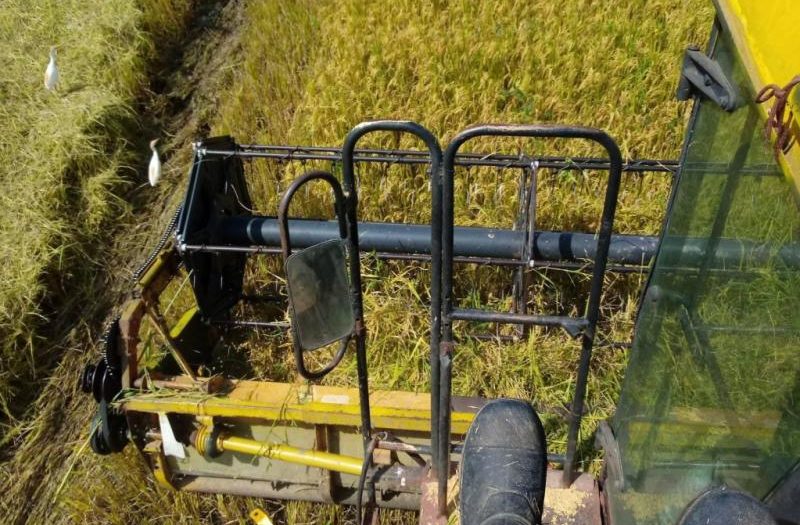 la sierpe, lluvias, lluvias intensas en sancti spiritus, arroz, cosecha de arroz, sur del jibaro