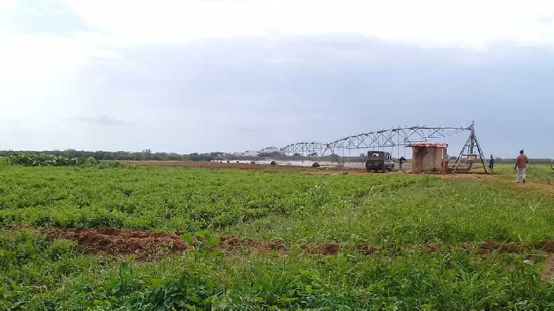 sancti spiritus, agricultura sancti spiritus, alimentos, banao