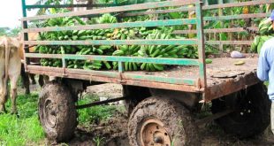 sancti spiritus, agricultura, cultivos varios, lluvias, centro meteorologico provincial