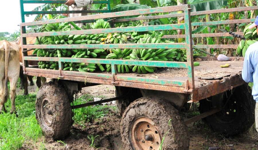 sancti spiritus, agricultura, cultivos varios, lluvias, centro meteorologico provincial