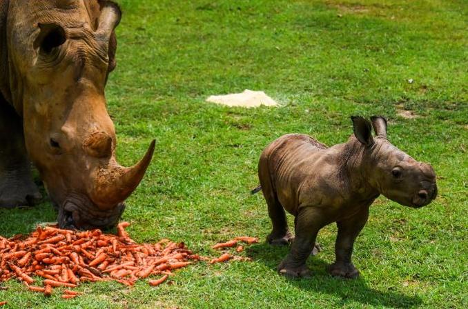 cuba, la habana, zoologico, animales, rinoseronte