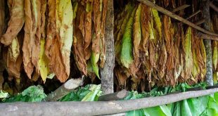 sancti spiritus, tabaco, intensas lluvias en sancti spiritus, lluvias intensas en sancti spiritus, agricultura sancti spiritus