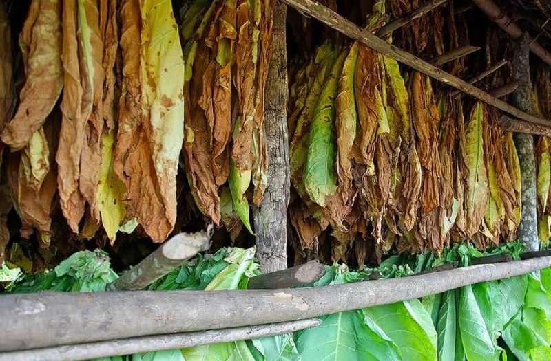 sancti spiritus, tabaco, intensas lluvias en sancti spiritus, lluvias intensas en sancti spiritus, agricultura sancti spiritus