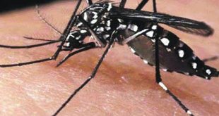 cuba, virus, dengue, aedes aegypti, ipk