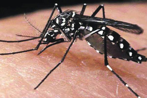 cuba, virus, dengue, aedes aegypti, ipk