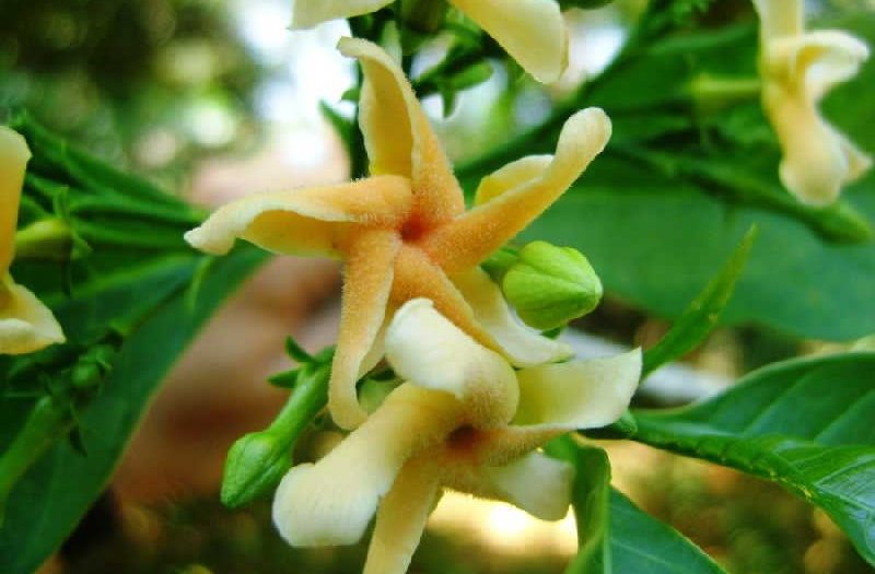 sancti spiritus, jardin botanico de sancti spiritus, rio agabama, flora