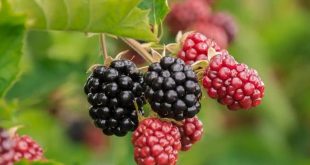 frutas, fao, asamblea general de las naciones unidas, dia internacional de la fruta