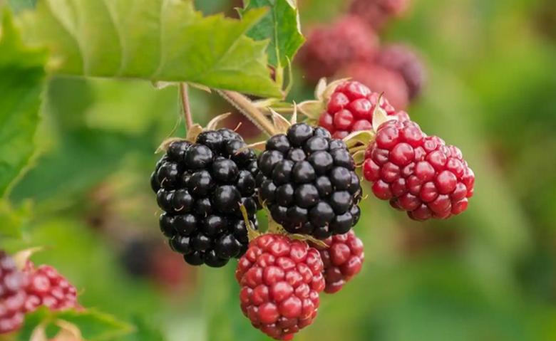 frutas, fao, asamblea general de las naciones unidas, dia internacional de la fruta